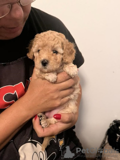 Photos supplémentaires: Caniche toy, couleurs abricot et crème