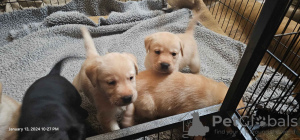 Photo №1. golden retriever - à vendre en ville de Munich | 260€ | Annonce №101196