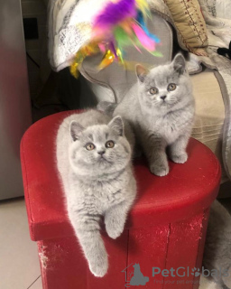 Photo №1. british shorthair - à vendre en ville de Helsinki | négocié | Annonce № 117920