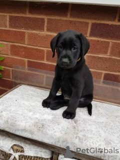 Photo №1. labrador retriever - à vendre en ville de New Boston | 663€ | Annonce №108825