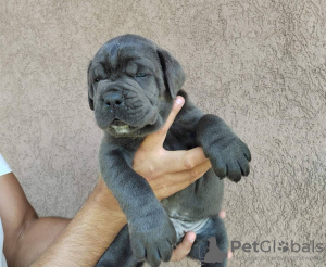 Photo №4. Je vais vendre cane corso en ville de Belgrade.  - prix - négocié