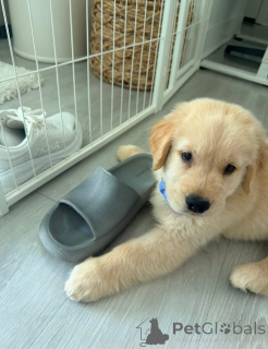 Photo №3. Urocze szczenięta Golden Retriever szukają kochającego domu!. Pologne