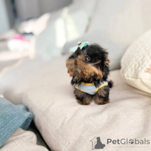 Photo №2 de l'annonce № 168103 de la vente yorkshire terrier - acheter à Canada éleveur