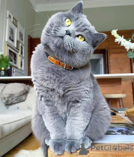 Photo №2 de l'annonce № 155689 de la vente british shorthair - acheter à Suisse annonce privée