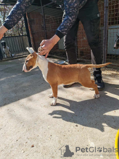 Photos supplémentaires: Chiots Bull Terrier à vendre