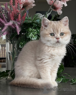 Photo №3. Chatons Chinchilla Le mélange parfait de beauté et de tempérament doux. Allemagne