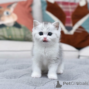 Photo №2 de l'annonce № 163613 de la vente  - acheter à Espagne 