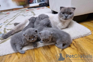 Photo №1. scottish fold - à vendre en ville de Düsseldorf | Gratuit | Annonce № 99795