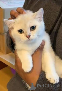 Photo №2 de l'annonce № 173774 de la vente british shorthair - acheter à La Grande-Bretagne annonce privée, éleveur