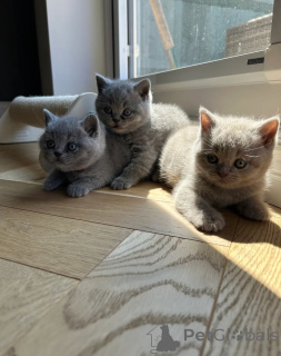 Photo №1. british shorthair - à vendre en ville de Paresseux | 400€ | Annonce № 174009