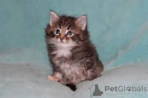Photo №2 de l'annonce № 164062 de la vente chat des forêts norvégiennes - acheter à La finlande annonce privée, éleveur