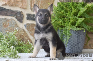 Photo №2 de l'annonce № 103930 de la vente berger allemand - acheter à Chypre de l'abri