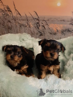 Photo №1. yorkshire terrier - à vendre en ville de Vilnius | 350€ | Annonce №75768