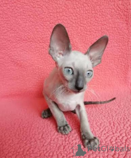 Photo №1. cornish rex - à vendre en ville de Aroza | négocié | Annonce № 173256