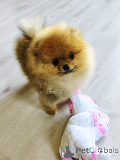 Photo №3. Chiots Spitz poméranien rouge à vendre, bouh.. Georgia