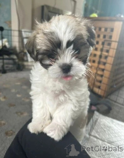 Photo №2 de l'annonce № 143484 de la vente chien bâtard - acheter à L'Autriche éleveur