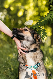 Photo №2 de l'annonce № 117509 de la vente chien bâtard - acheter à Fédération de Russie annonce privée