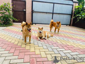 Photo №4. Je vais vendre shiba en ville de Гулькевичи. annonce privée - prix - négocié