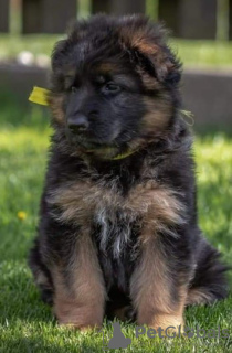 Photos supplémentaires: Magnifiques chiots berger allemand