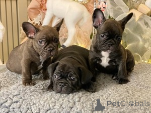 Photo №1. bouledogue - à vendre en ville de Ramstein-Miesenbach | 560€ | Annonce №166054