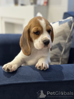 Photo №2 de l'annonce № 102242 de la vente beagle - acheter à USA annonce privée