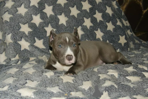 Photo №2 de l'annonce № 137880 de la vente american bully - acheter à USA annonce privée