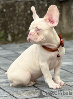 Photos supplémentaires: Chiots bouledogue français roses