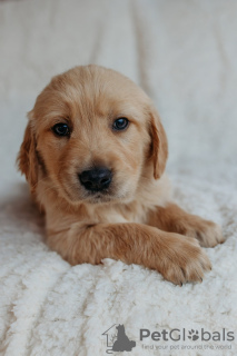 Photo №2 de l'annonce № 90614 de la vente golden retriever - acheter à Allemagne annonce privée