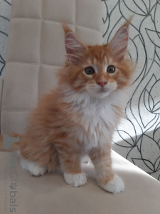 Photo №4. Je vais vendre maine coon en ville de Kemerovo. de la fourrière - prix - négocié