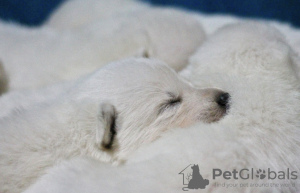 Photo №3. Berger Suisse. Pologne