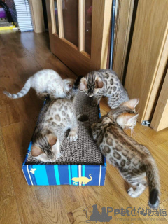 Photo №1. bengal - à vendre en ville de Arizona City | 339€ | Annonce № 161245