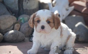 Photo №1. cavalier king charles spaniel - à vendre en ville de Genève | négocié | Annonce №124417