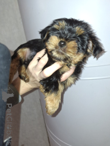 Photo №3. Charmants chiots Yorkshire Terrier. Suède
