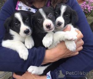 Photo №2 de l'annonce № 18202 de la vente border collie - acheter à La Grande-Bretagne annonce privée