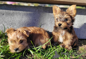 Photo №2 de l'annonce № 103678 de la vente biewer yorkshire terrier - acheter à Pologne éleveur