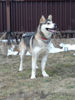 Photo №3. Asenka est un mélange de husky, un chien merveilleux ! Entre de bonnes mains. Fédération de Russie