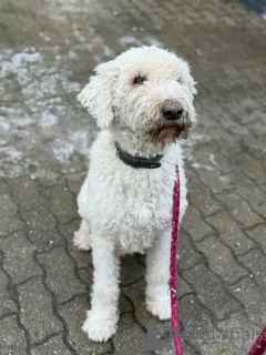 Photo №2 de l'annonce № 166538 de la vente  - acheter à Allemagne éleveur