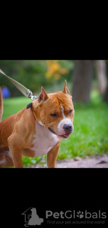 Photo №1. american staffordshire terrier - à vendre en ville de Saint-Pétersbourg | négocié | Annonce №8865