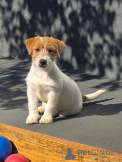 Photo №1. jack russell terrier - à vendre en ville de Berlin | négocié | Annonce №171876