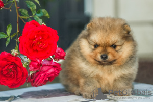 Photos supplémentaires: Beaux chiots de Poméranie