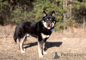 Photo №3. Magnifique et majestueux mâles aime (Métis) Jason est sauvé et cherche une. Fédération de Russie
