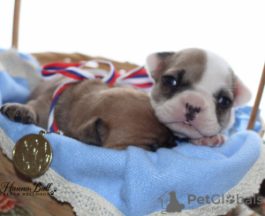 Photo №3. Chiots bouledogue français, RKF. Fédération de Russie