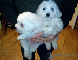 Photo №1. bichon à poil frisé - à vendre en ville de Regensburg | 400€ | Annonce №149058