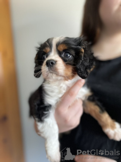 Photo №2 de l'annonce № 64144 de la vente cavalier king charles spaniel - acheter à USA annonce privée