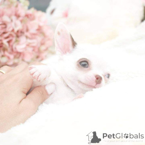 Photo №1.  - à vendre en ville de Bethlehem of Galilee | négocié | Annonce №163032