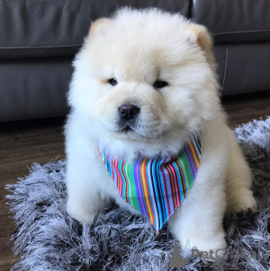 Photo №2 de l'annonce № 86081 de la vente chow-chow - acheter à La Grande-Bretagne annonce privée