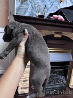 Photo №4. Je vais vendre american staffordshire terrier en ville de Москва. annonce privée - prix - 1047€