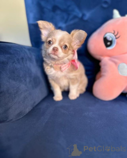 Photo №1. chihuahua - à vendre en ville de Fieberbrunn | négocié | Annonce №165328