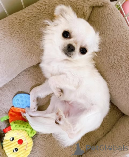 Photo №1. chihuahua - à vendre en ville de Bornheim | négocié | Annonce №160281