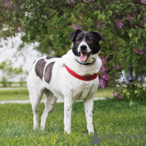 Photo №4. Je vais vendre chien bâtard en ville de Москва. de l'abri - prix - Gratuit